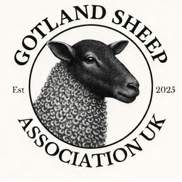 EXAMPLE: Gotland Ewe Lamb