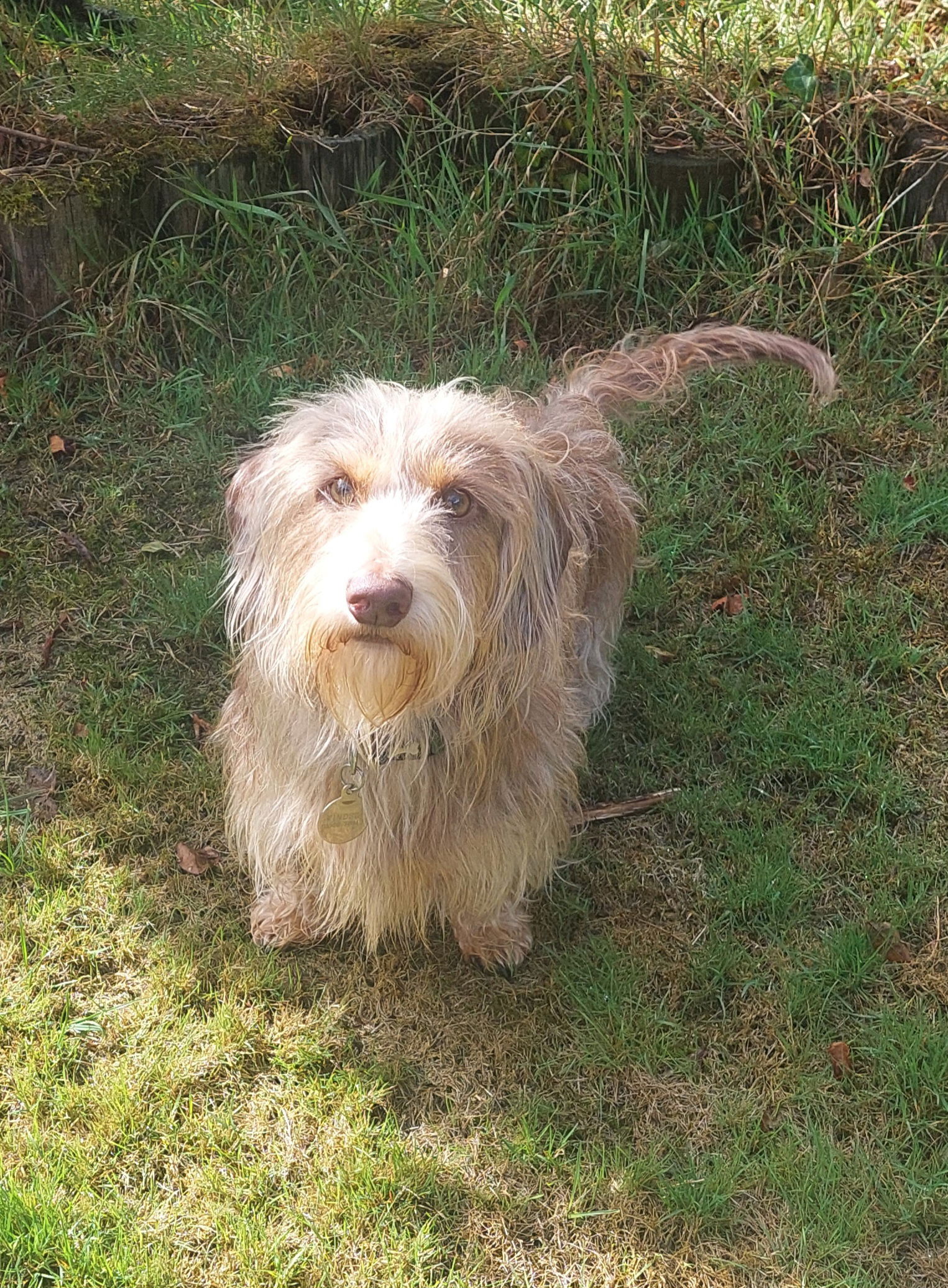 www.muttsonthemove.uk