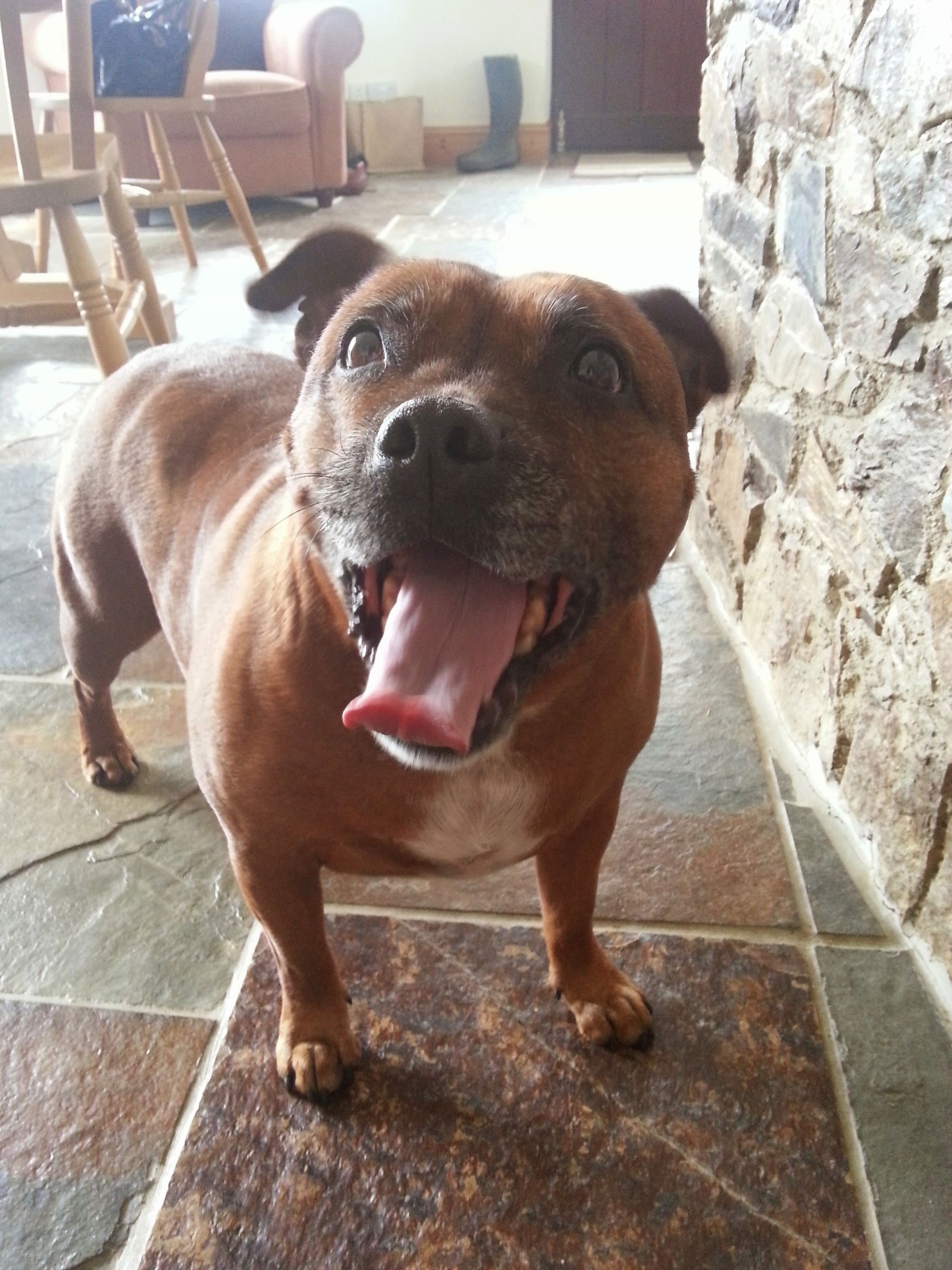 www.muttsonthemove.uk
