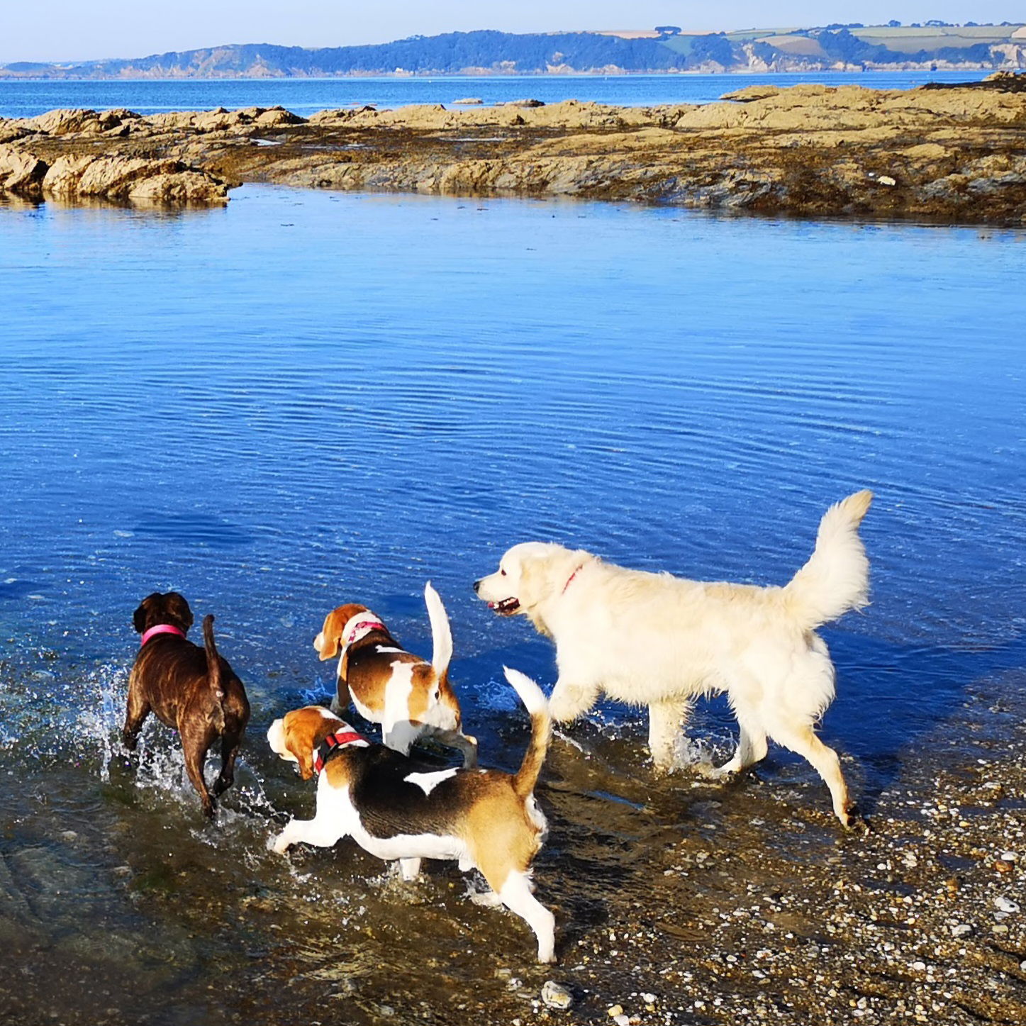 www.muttsonthemove.uk