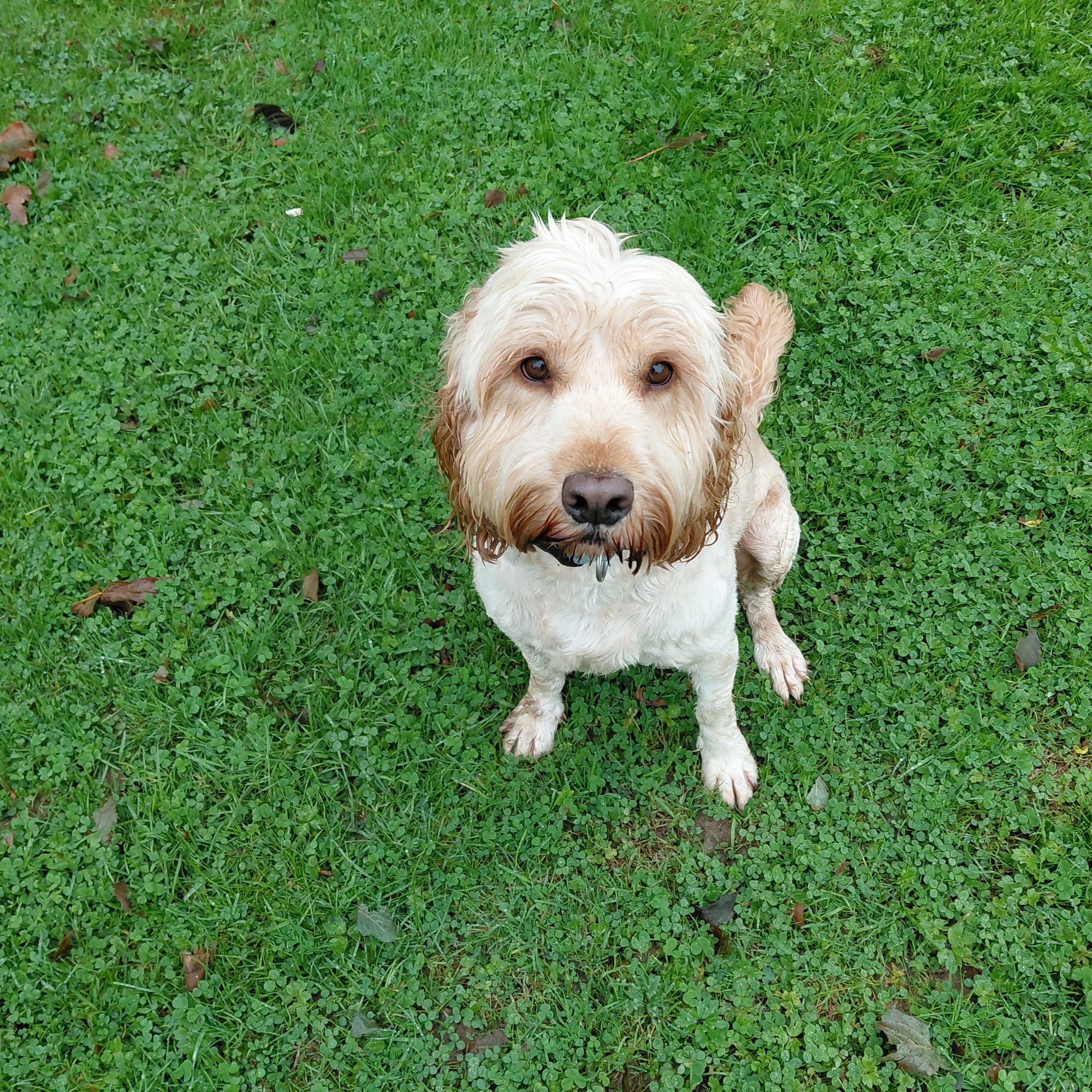 www.muttsonthemove.uk