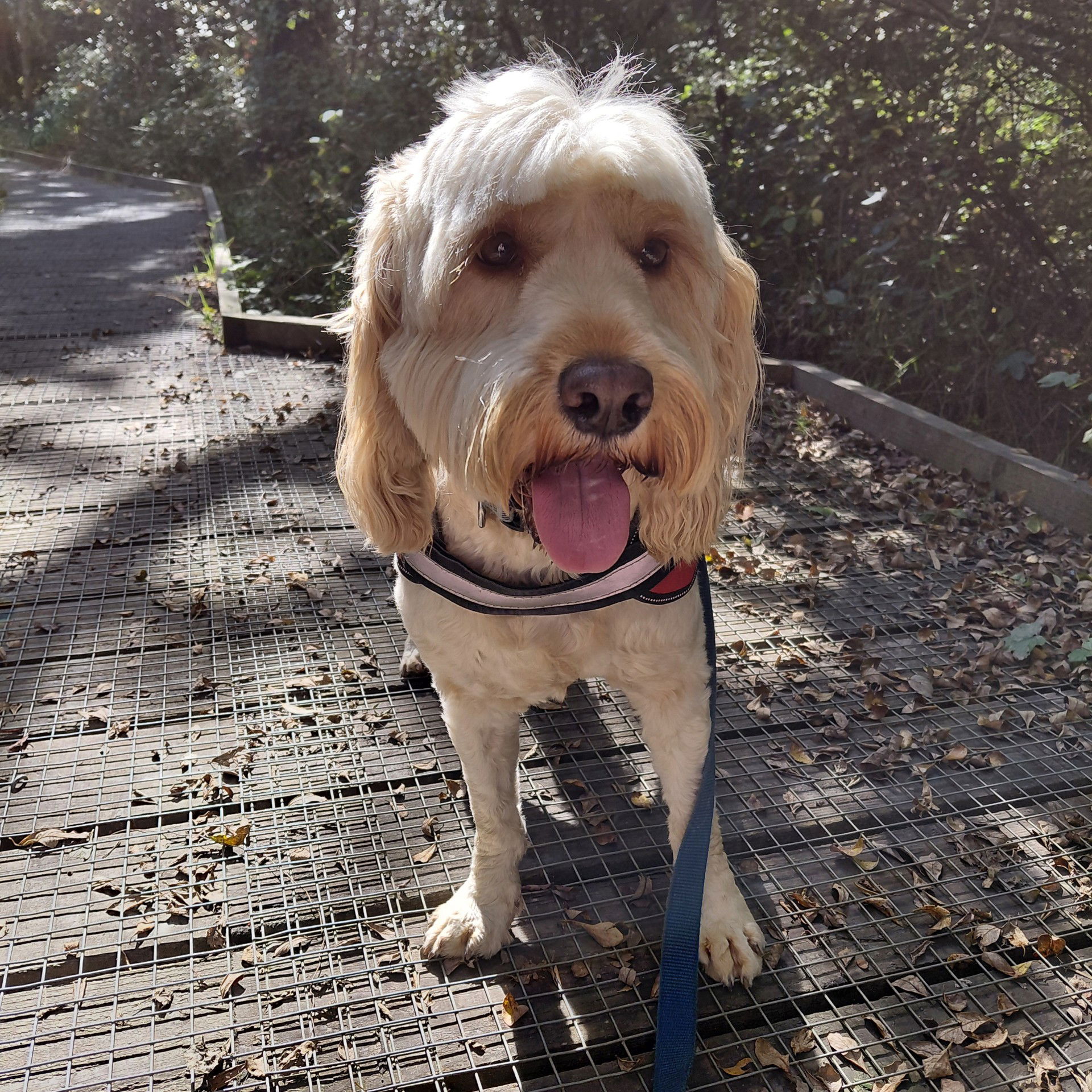 www.muttsonthemove.uk