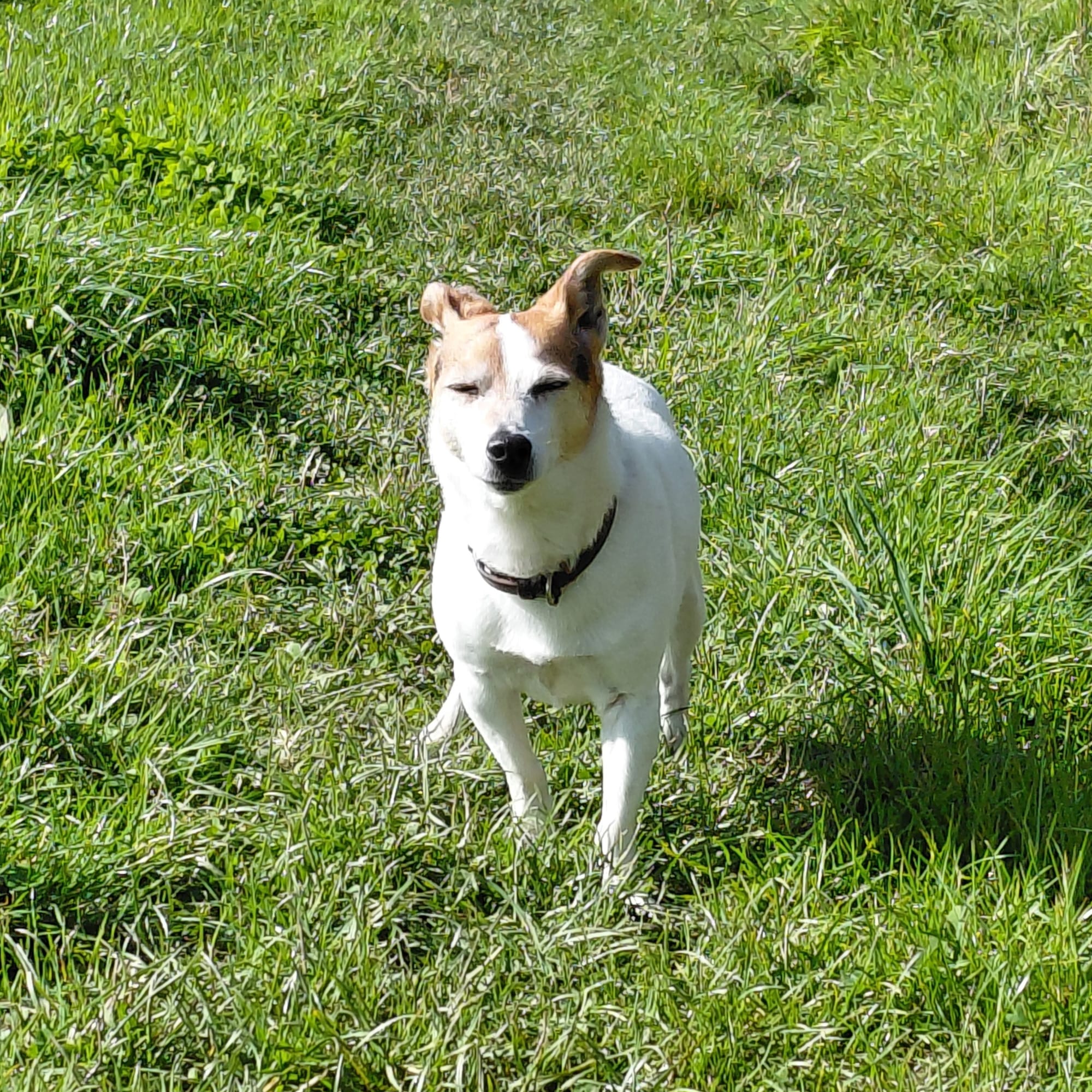 www.muttsonthemove.uk