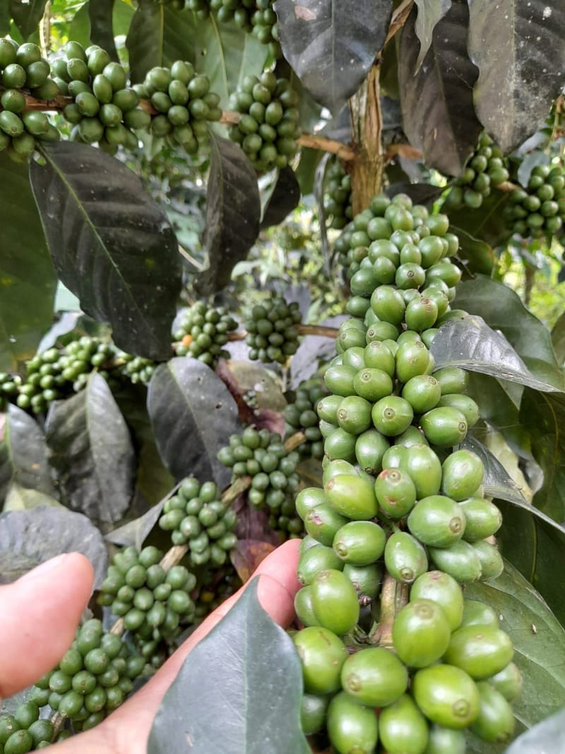 Finca San Rafael