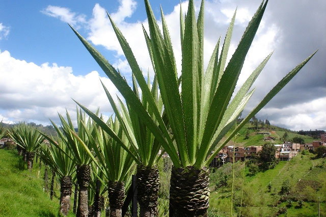 Finca de la cabuya
