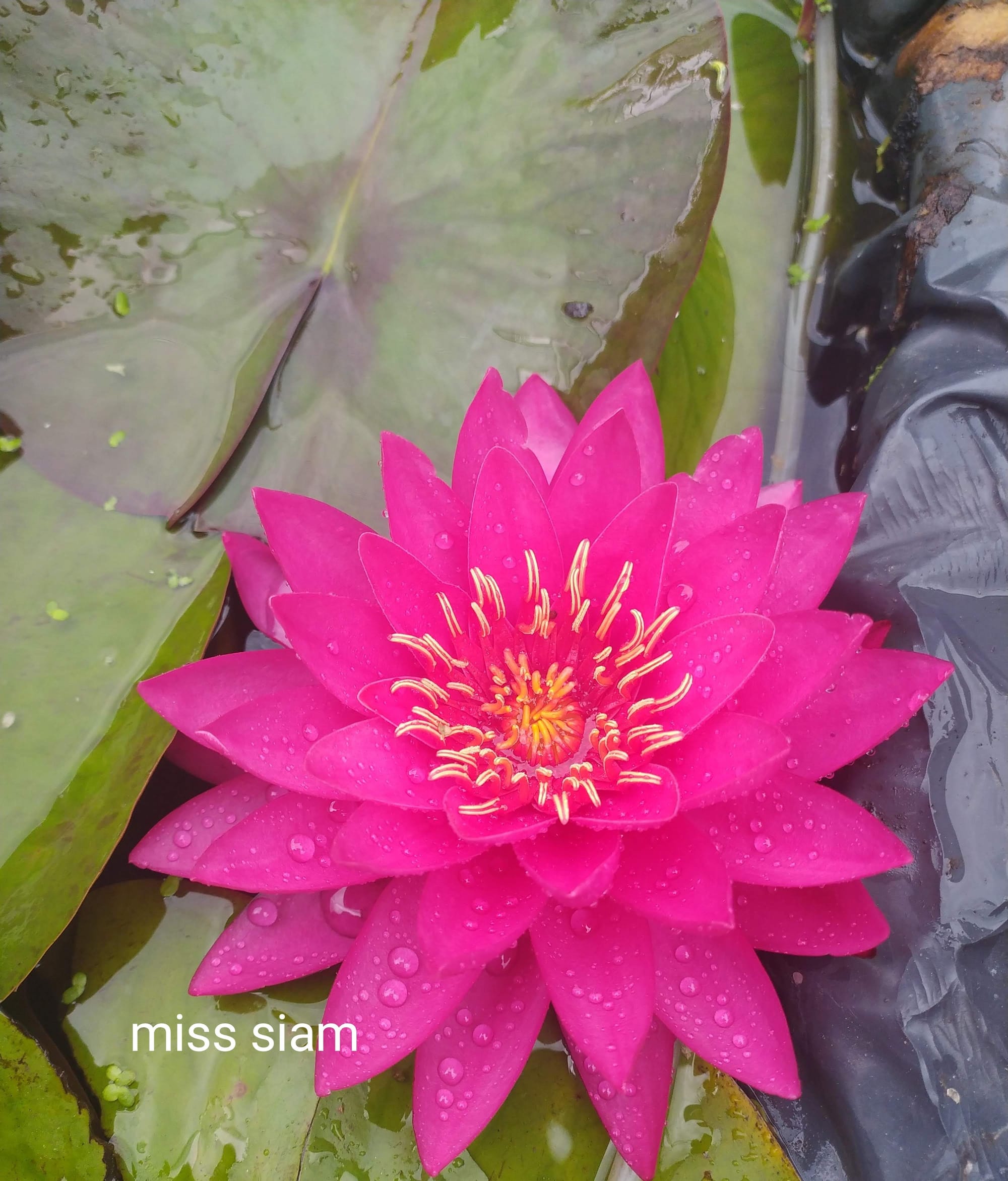 Miss Siam Nufar