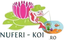 Nuferi-koi
