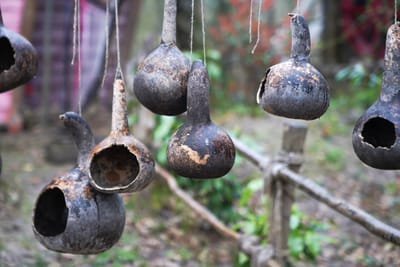 WITCH DOCTOR IN BUNGOMA