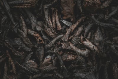 VOODOO WITCH DOCTOR IN BENIN