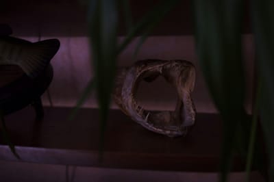 WITCH DOCTOR IN VADUZ LIECHTENSTEIN