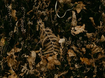 BEST & MOST POWERFUL WITCH DOCTOR IN JERSEY