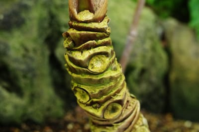 BEST & MOST POWERFUL WITCH DOCTOR IN IN THAILAND