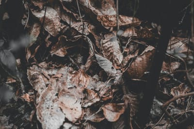 WITCH DOCTOR IN INDONESIA