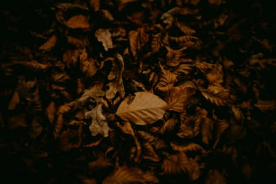 WITCH DOCTOR IN PALESTINE