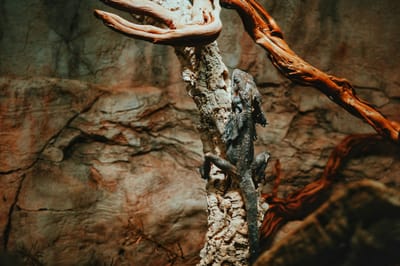 WITCH DOCTOR IN RAMALLAH PALESTINE