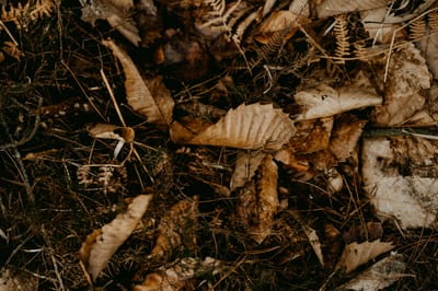 WITCH DOCTOR IN NAKURU TOWN