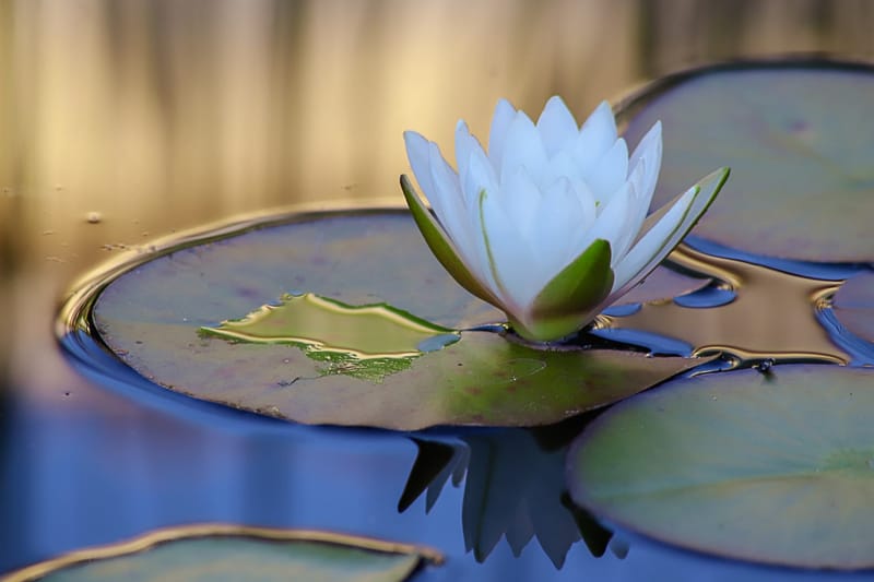 Bien-être et équilibre