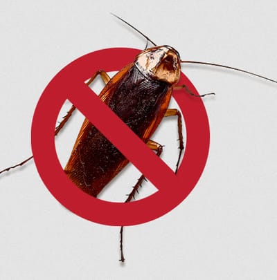Sydney’s Cockroach Problem Solved: Expert Pest Control Solutions