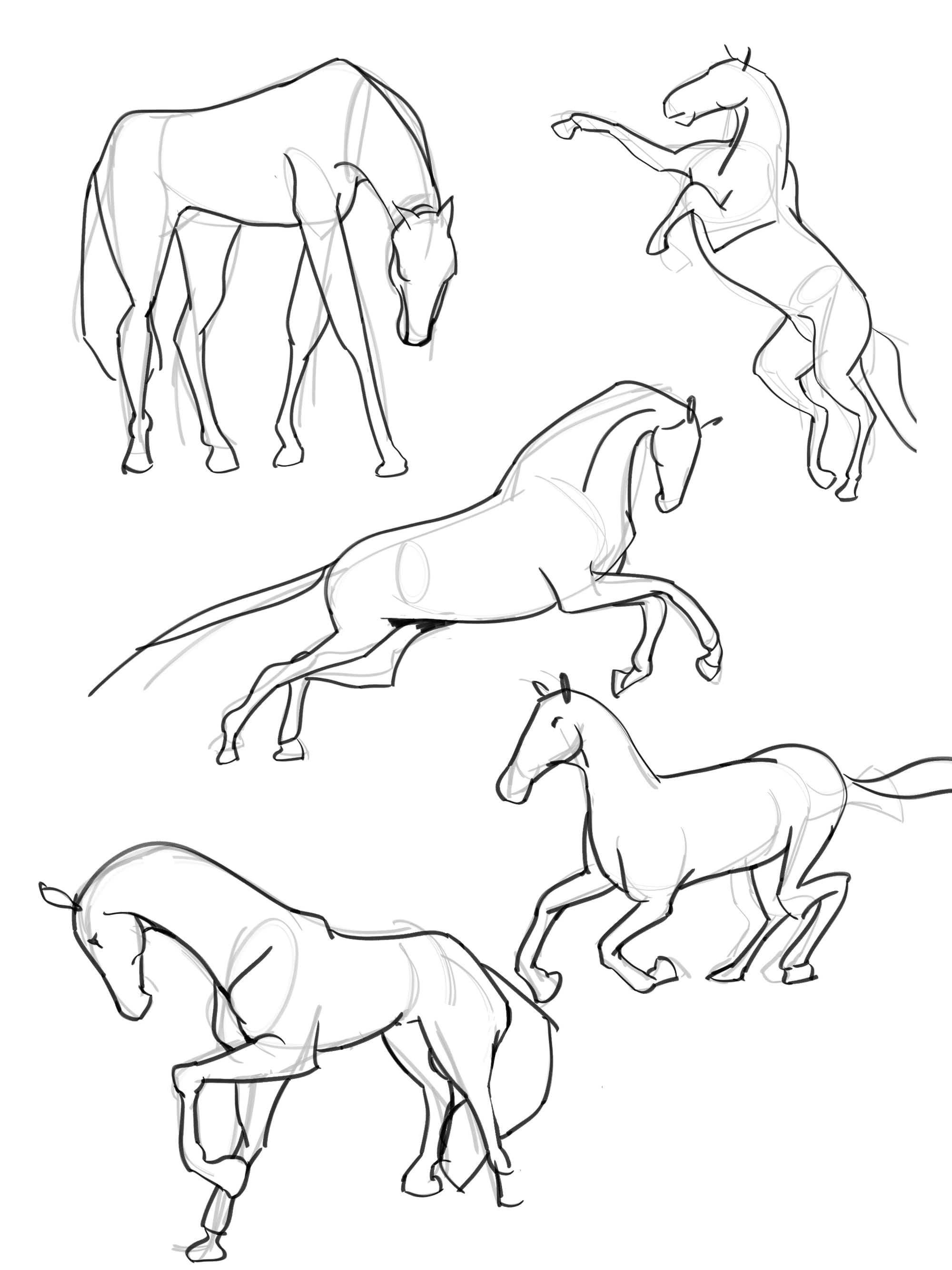 Equine