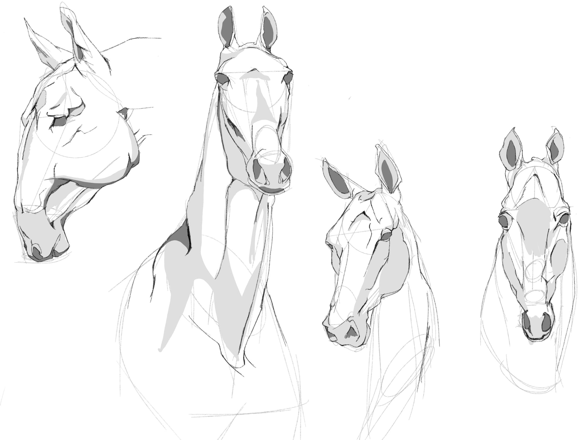 Equine