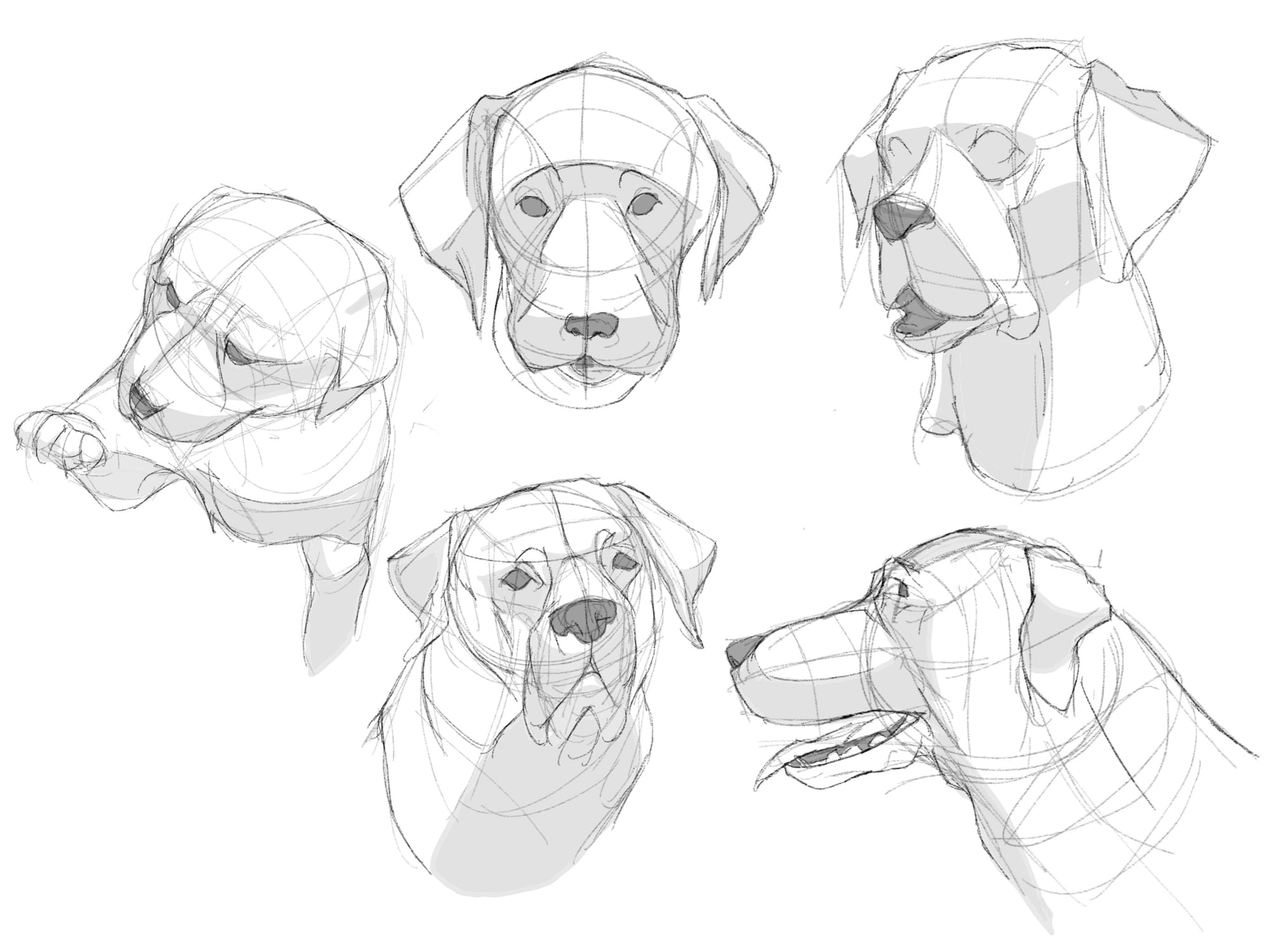 Canine