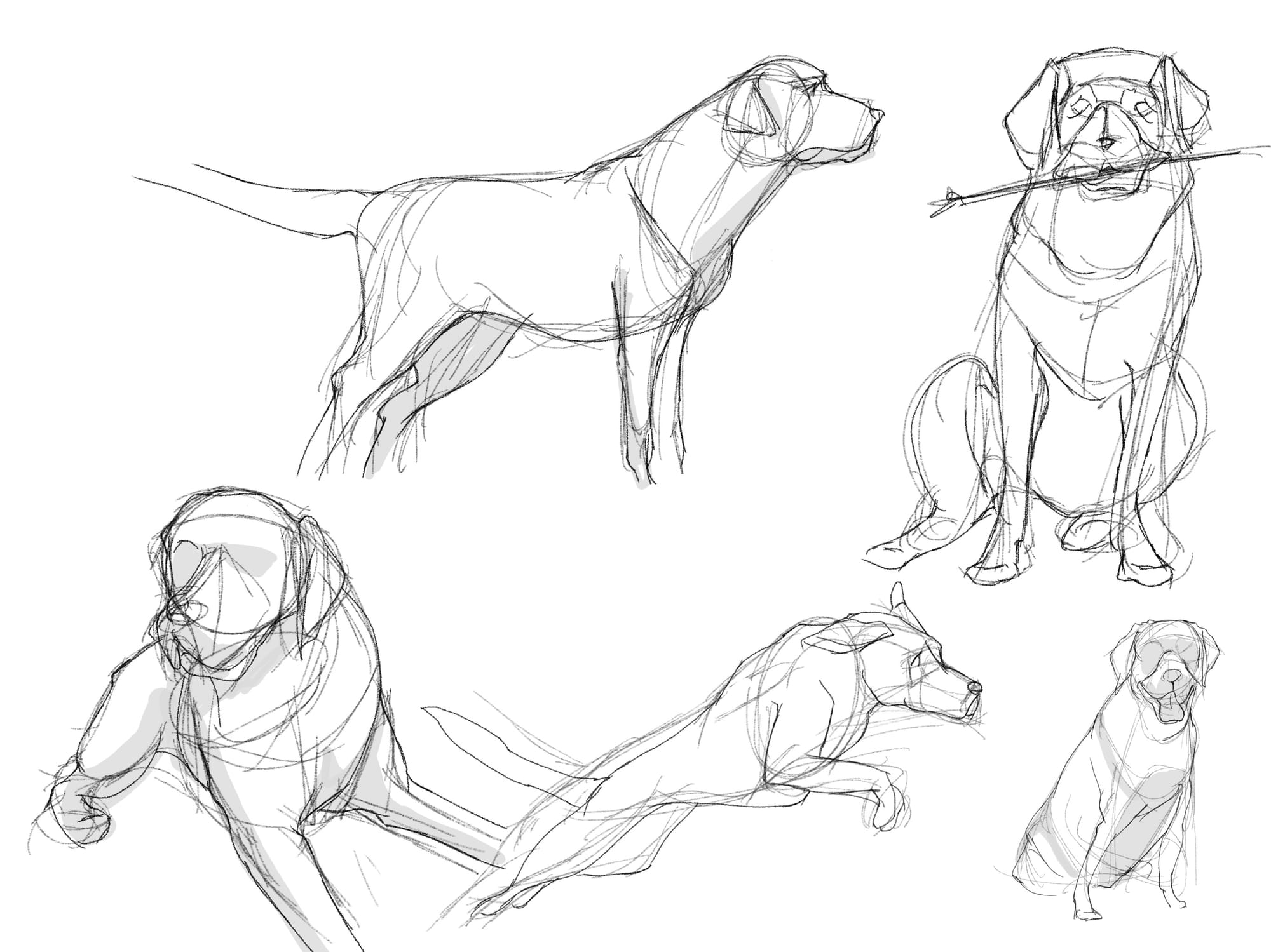Canine