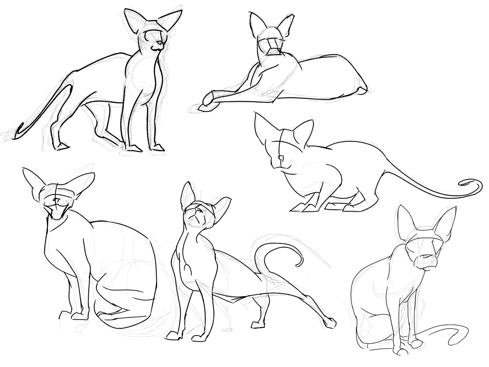 Sphynx Cat
