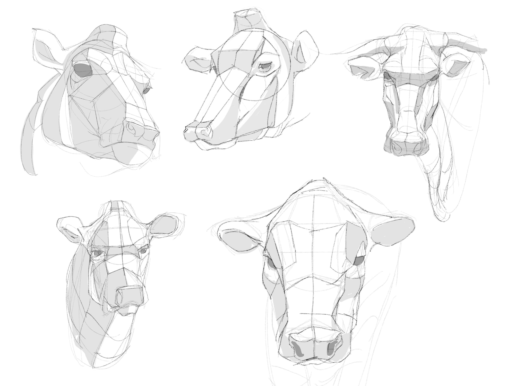 Bovine