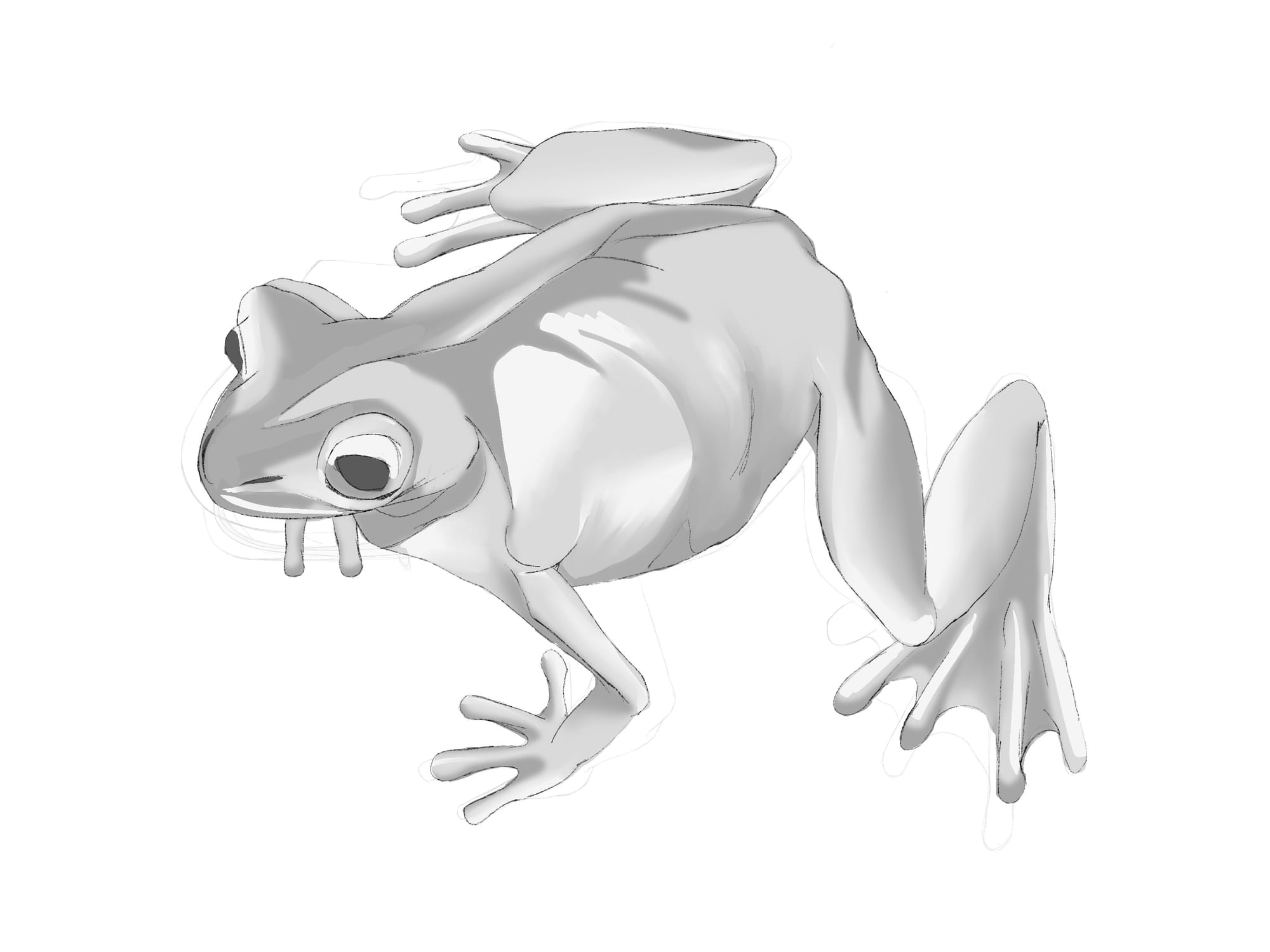 Amphibian