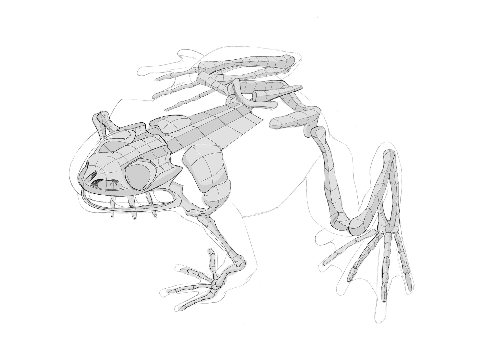 Amphibian