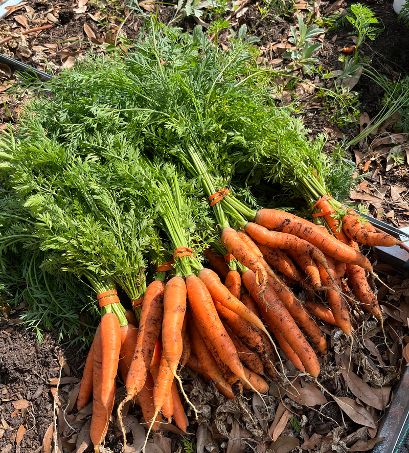 Free Garden Consultation