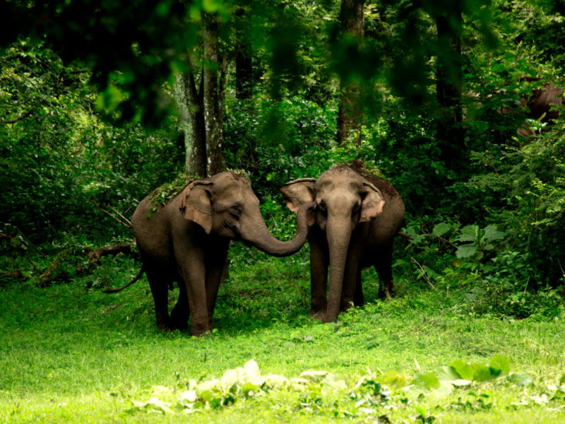02 Nights 03 Days Wayanad Tour Package