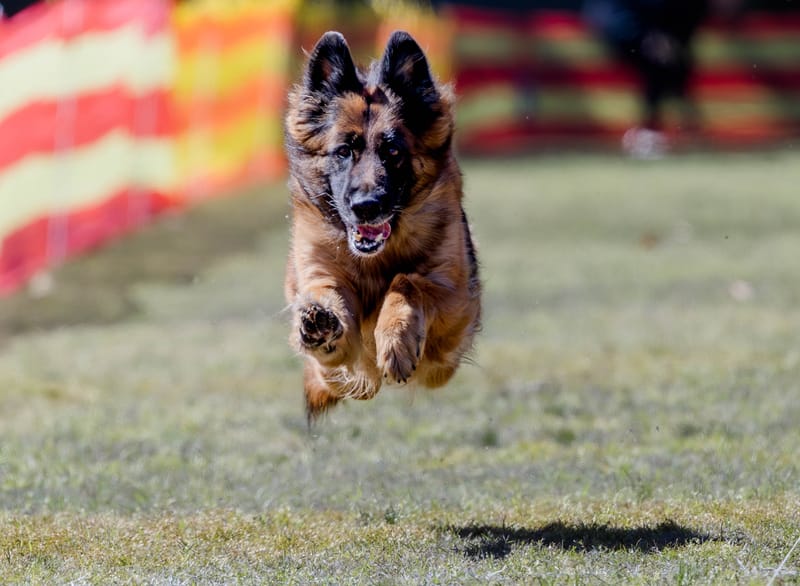 SprintDog