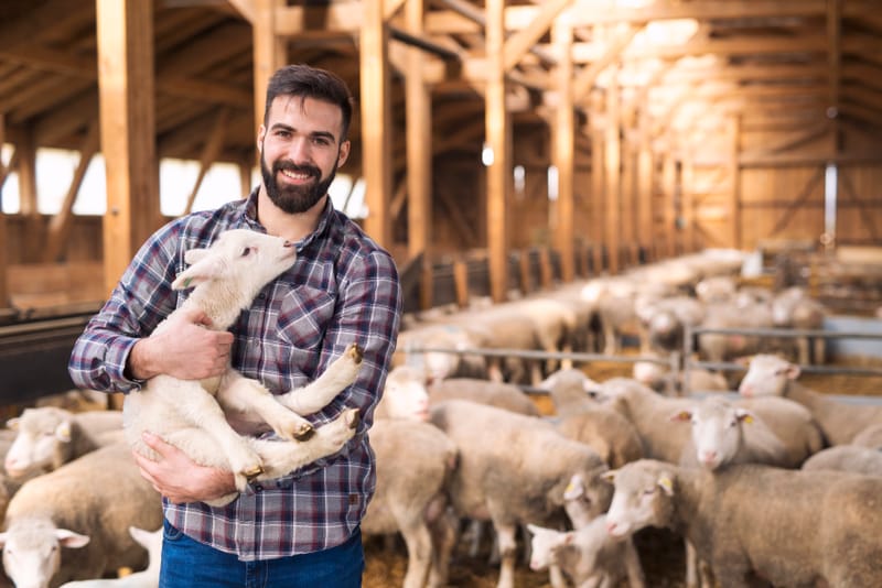 Livestock Investment