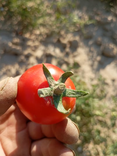 🥕 Dal campo alla tua tavola: come nasce una cassetta Orti Verdi