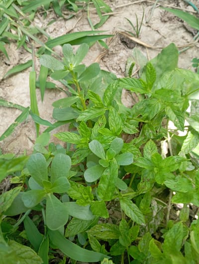 Quaderno erbe spontanee