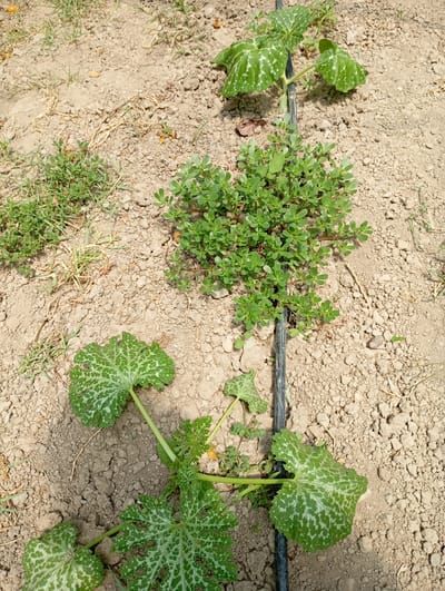 🌱 Scheda #1 – La Portulaca