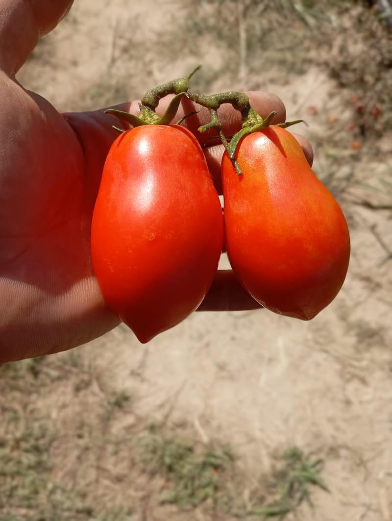 Pomodori per Conserve