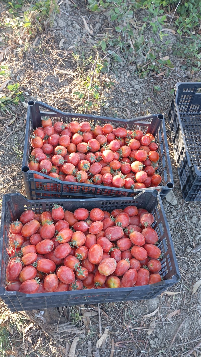 Pomodoro Quarantino