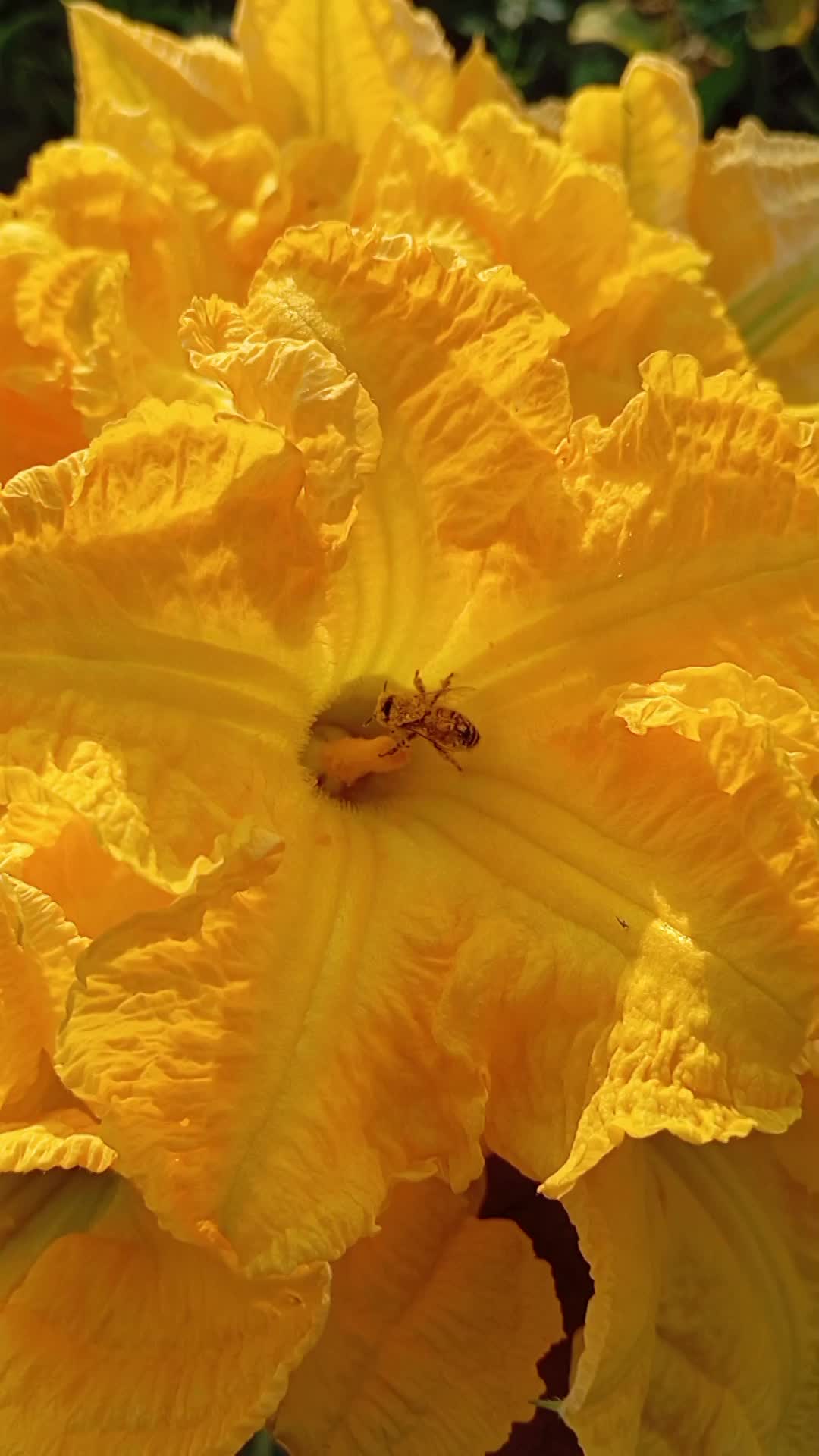 Single Video thumbnail