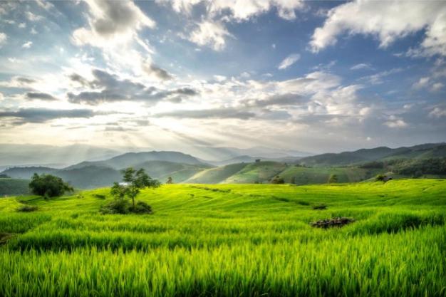 Decorative lamination films