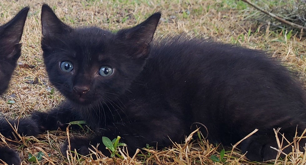 Philetus/Obidias AKA Obie