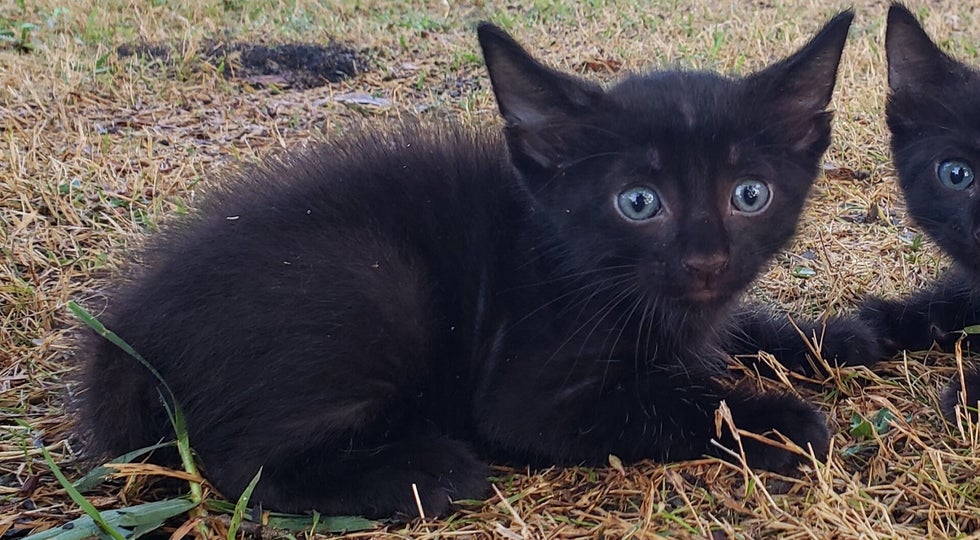 Philemon AKA Twinkie/Bruce