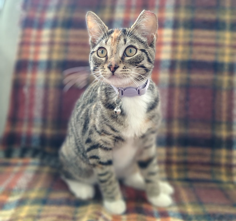 Vashti