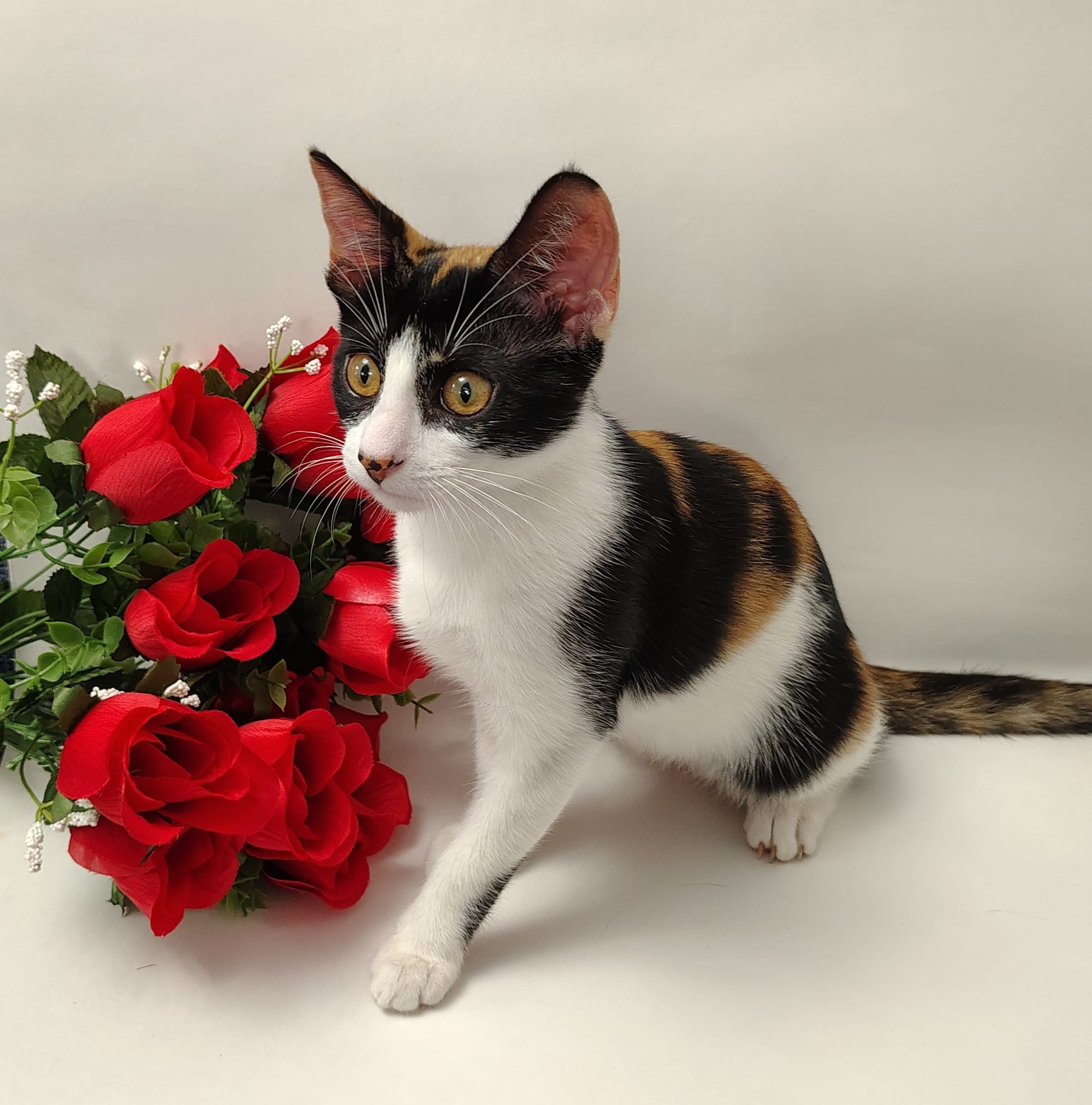 Rose/Marmalade