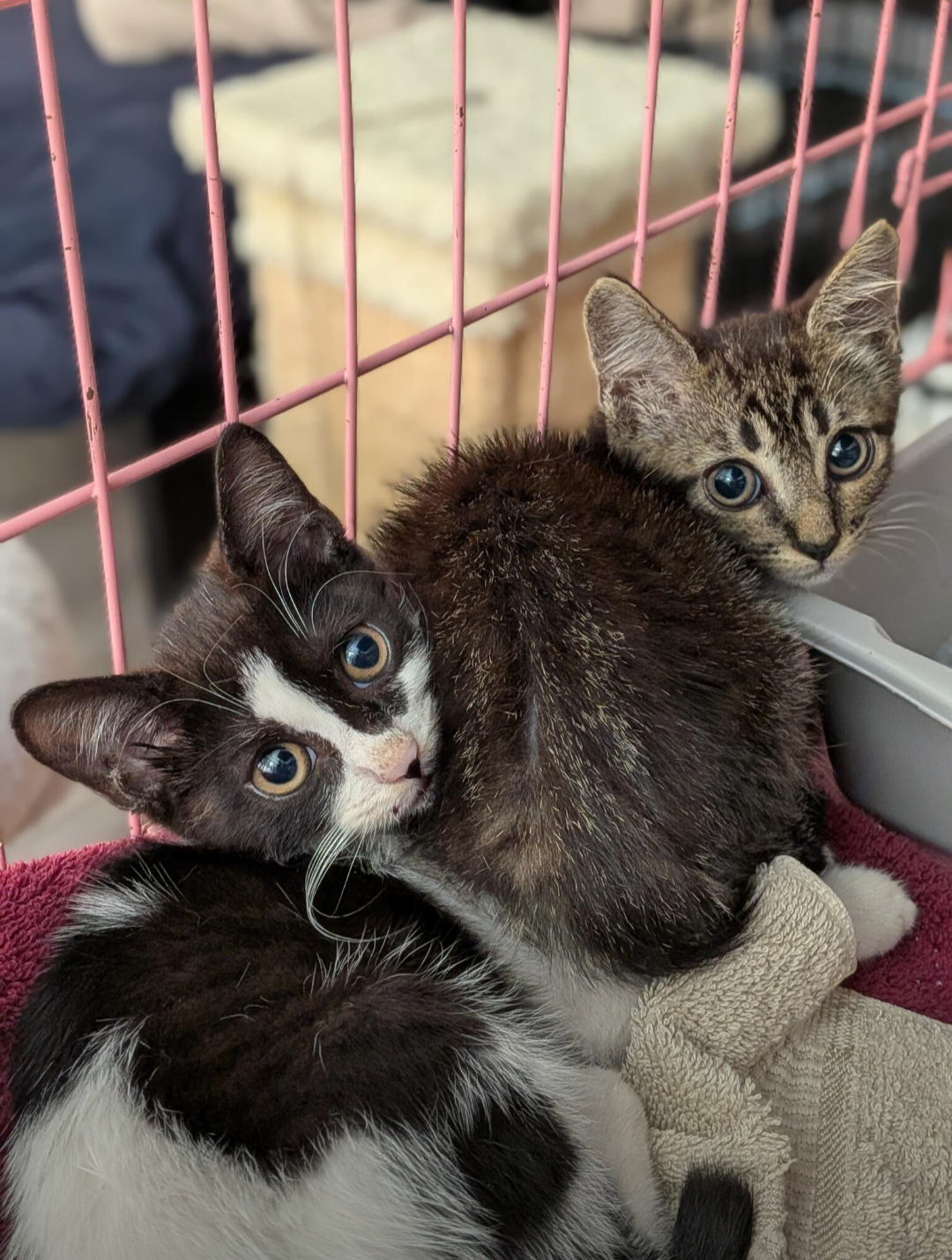 Macy & Milly