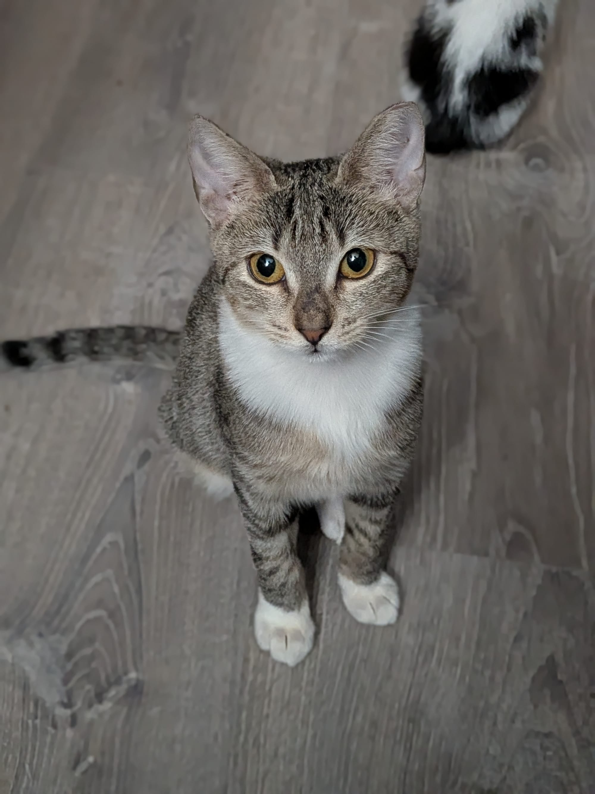 Cassandra AKA Cassie