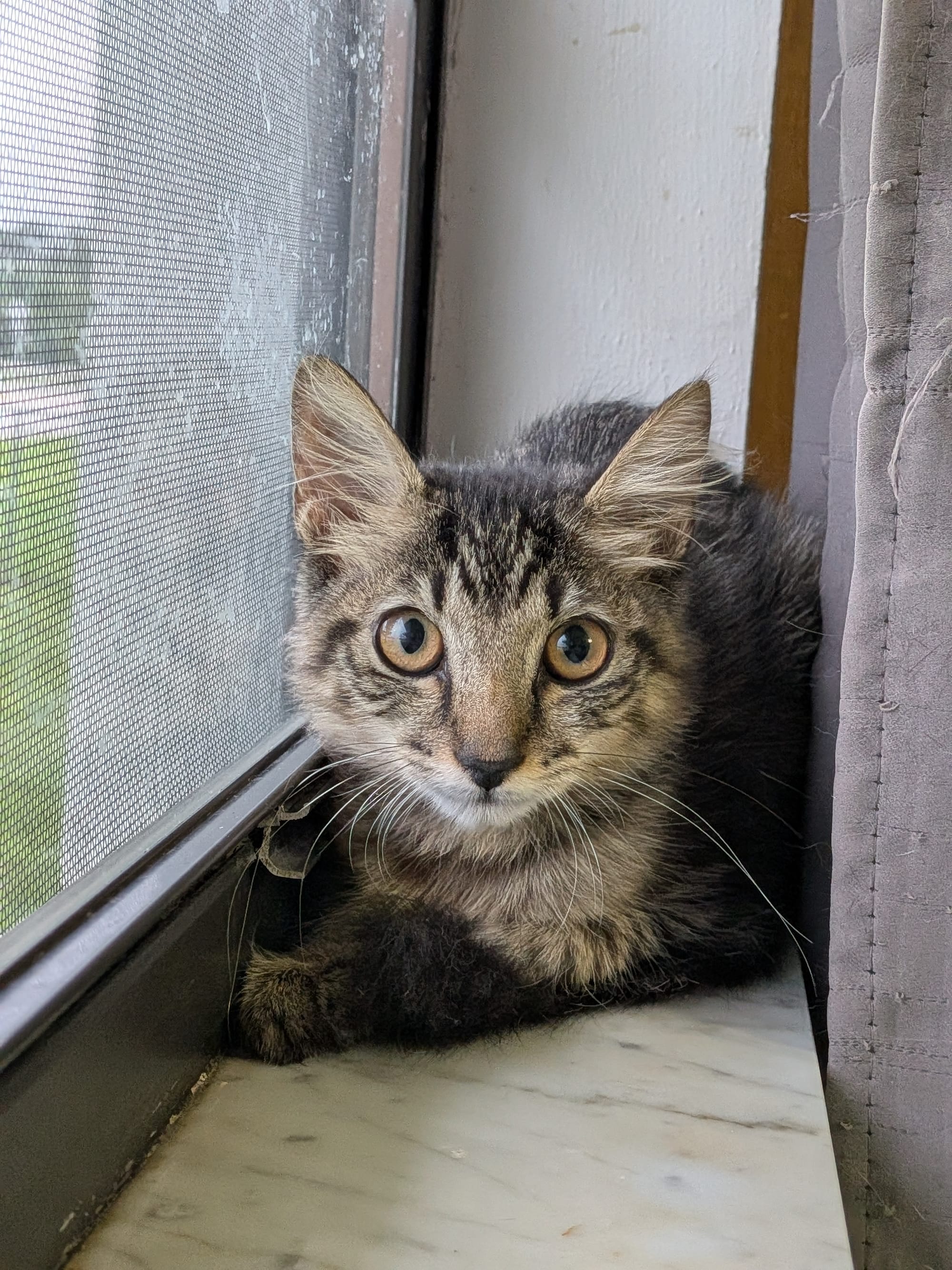 Hazel