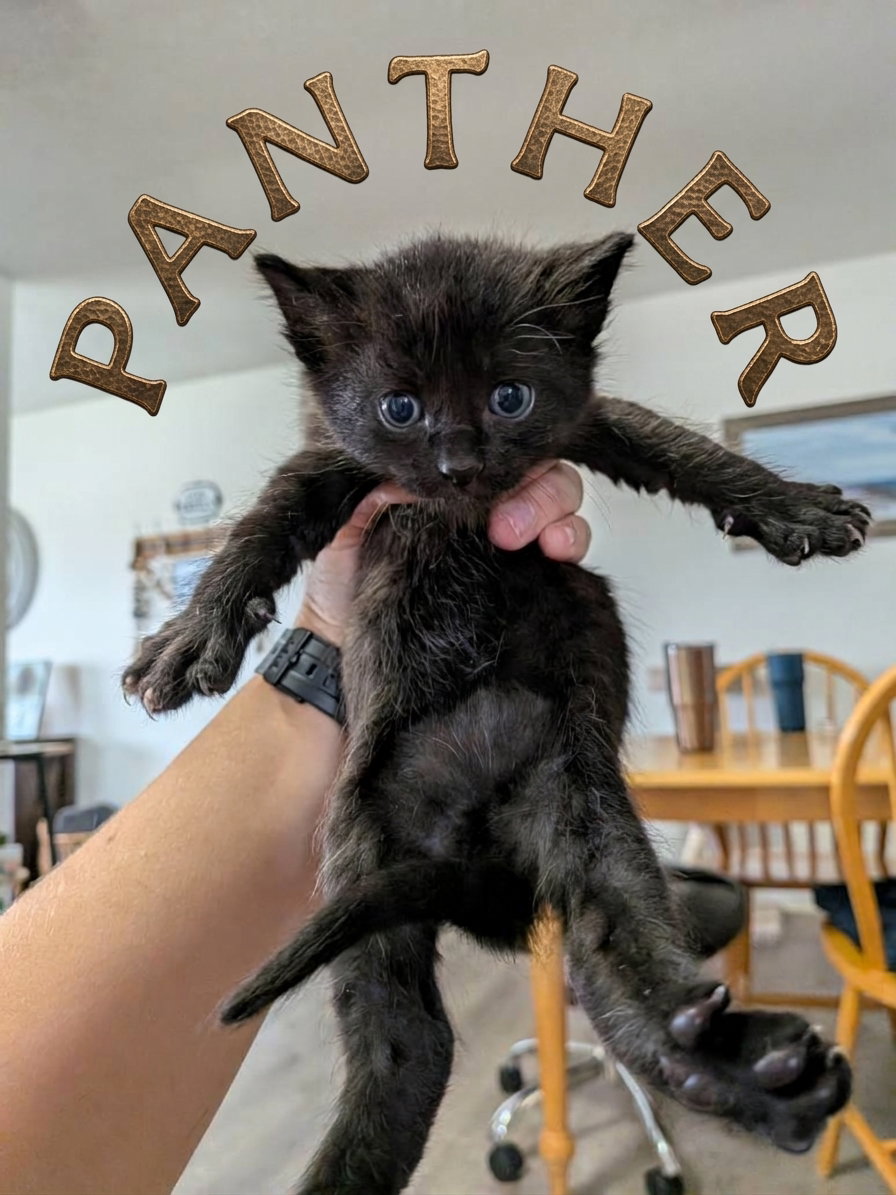 Panther
