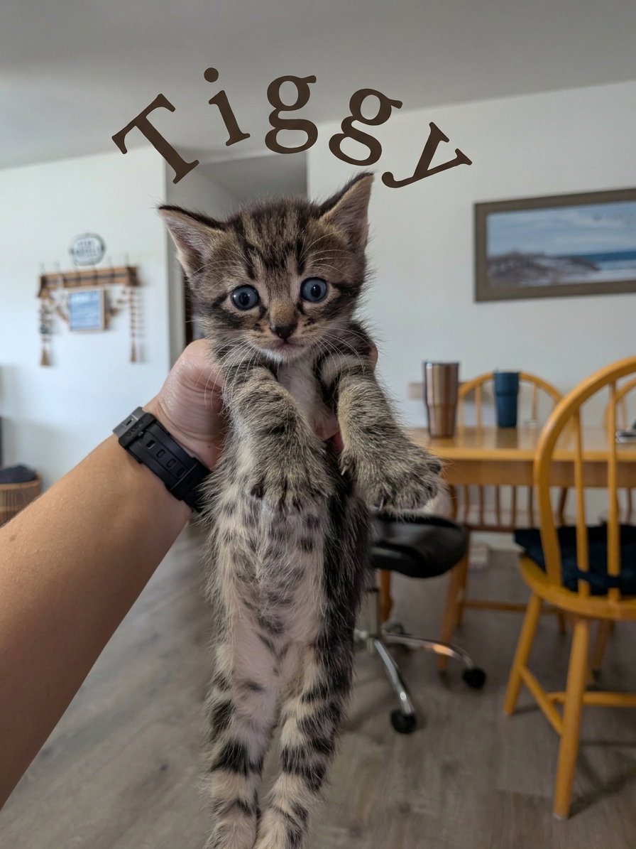 Tiger AKA Tiggy